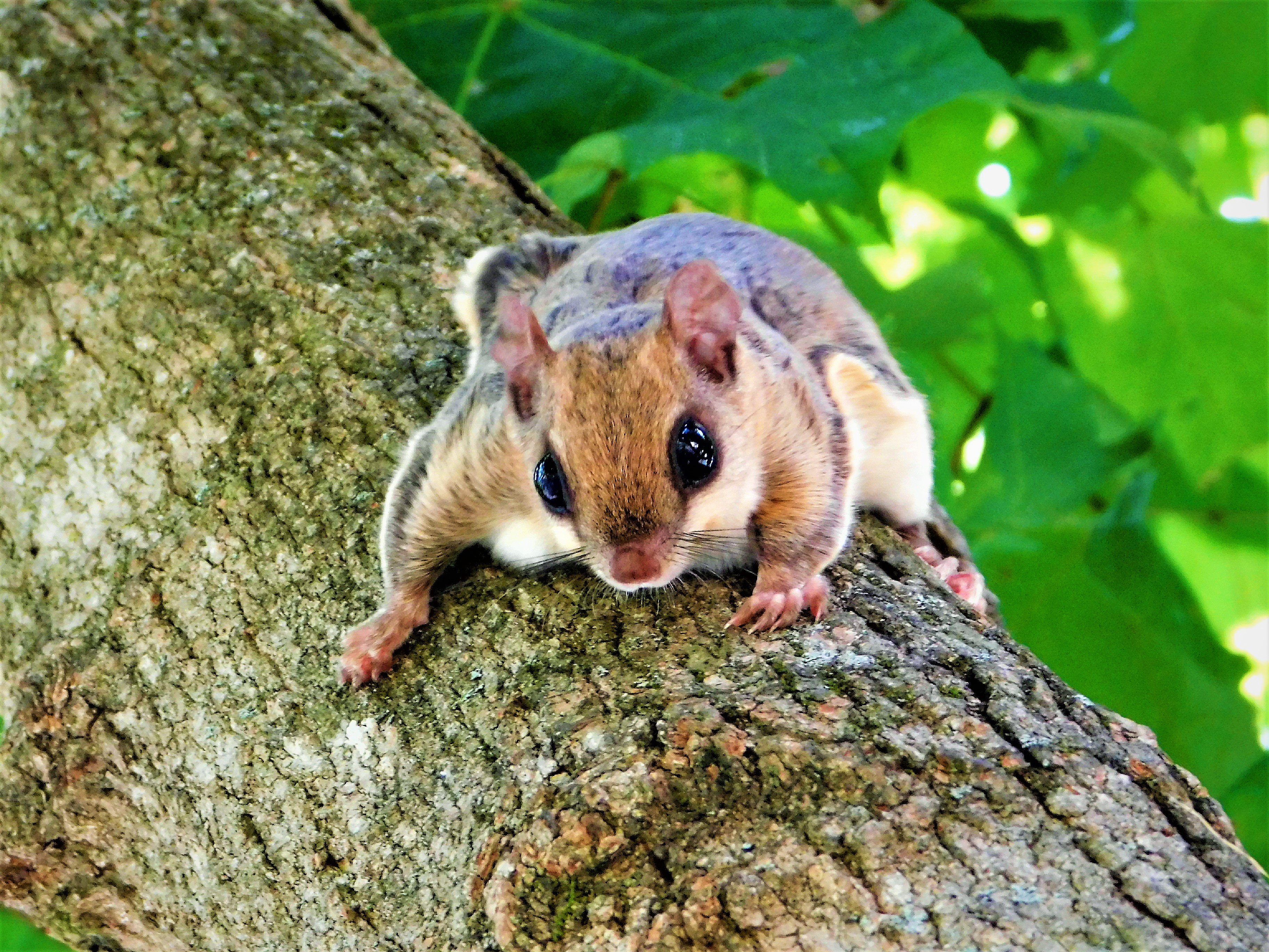 flying-squirrel-shutterbug